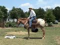 Rocky The Trick Mule Video 6 Rocky The Trick Mule Video 6