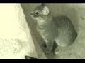 videos de No Tail, No Problem