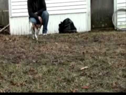 Dogs101 Papillon