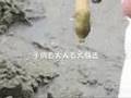 マテ貝捕り　Gould's Jackknife clam hunting