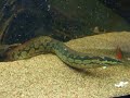 Mastacembelus armatus Mastacembelus armatus