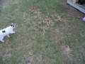 videos de Zoey the Cocker Spaniel-Jingle Dogs