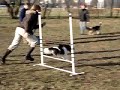 Agility 3miasto Agility 3miasto