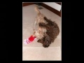 A tribute to Annie, the Labradoodle