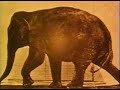 Muybridge´s Zoopraxographer
