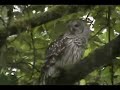 Barred Owls - Family of four Barred Owls - Family of four