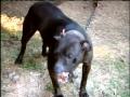 Questions Raised On Dog Fighting In Hawaii