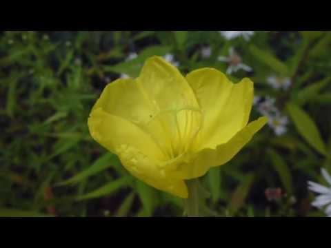 how to plant evening primrose