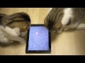 scare your cat ipad app