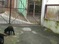 videos de Teste de Indiferença a disparo.