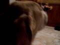 videos de Max doesn't like being left alone