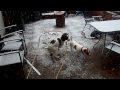 my dogs  and  snow