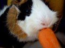 Morsko prase - guinea pig - zamorac - Mudji Morsko prase - guinea pig - zamorac - Mudji