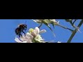 Hommel op Braam