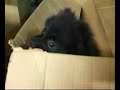 Kleinspitz Puppy (11)