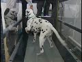 Video Dog Spa Video Dog Spa