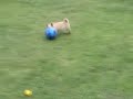 alfie-the-norwich-terrier-plays-football.html