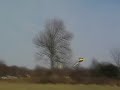 trex500 flight by aaron smith