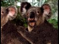 Touch and Taste Australia - Koala TVC