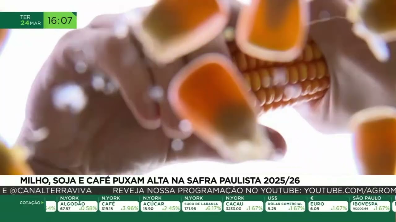 Milho, soja e café puxam alta na safra paulista 2025/26