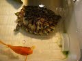 Sleeping turtle and goldfish asking for food