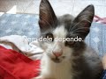 GATOS.wmv