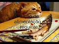 GATOS.wmv
