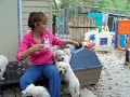 Puppies Going Home Instructions Puppies Going Home Instructions