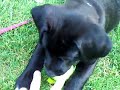 Playing with Asha