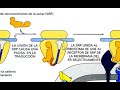 Ayudantía BioCel: El