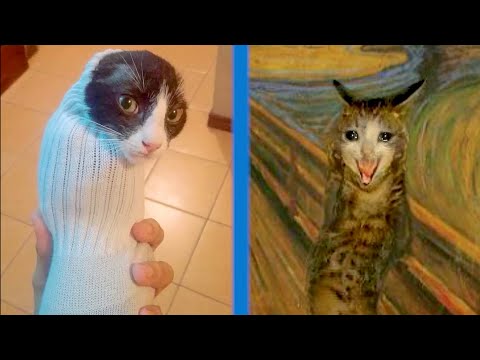 BEST CAT MEMES COMPILATION OF 2020 PART 32 (FUNNY CATS)