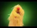 Mo-Mop-Mopp The Muppet Show Mo-Mop-Mopp The Muppet Show