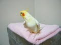 Cockatiel that sings MOMOTARO-SAN(Japanese Nursery rhyme)