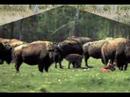 Buffalo Grass Josh 16 yr old