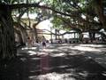 Banyan Tree