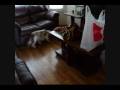 videos de Phoebe vs The Buster Cube