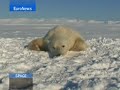 euronews   space   deshielo y satélites