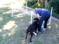 videos de Charlie at Agility Training