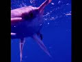 Virtual Dive: Remora l www.AquaSportsInc.com l Scuba Diving l Florida l Fort Lauderdale l Ft Lauderdale l Pompano l Miami l Key Largo l Keys l Bahamas