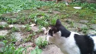 Neighbor's Cat Asks to Eat with Anton