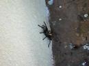 Jiquilisco Spider