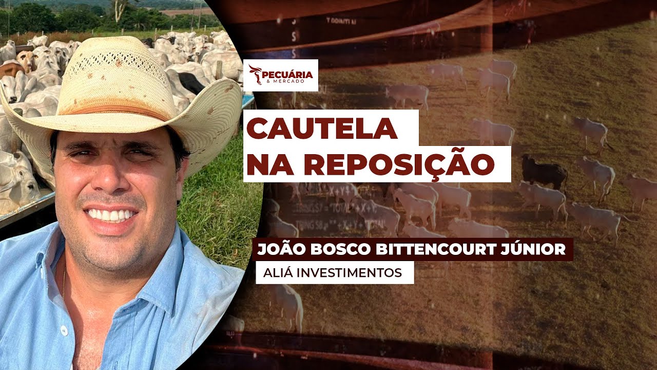 Risco de estoques caros com aquisição de bezerros nesse momento exige atenção do pecuarista