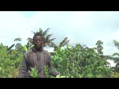MAG-CHALLANGE PLANTAIN 2026 SALON INTERNATIONAL DU 14 au 18 MAI-Avantages du hors-sol en Côte d'Ivoire avec Joel Pasta TIOMENE