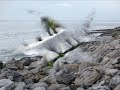Géobiologie en Irlande terre de legende