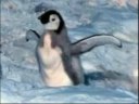 Pinguine