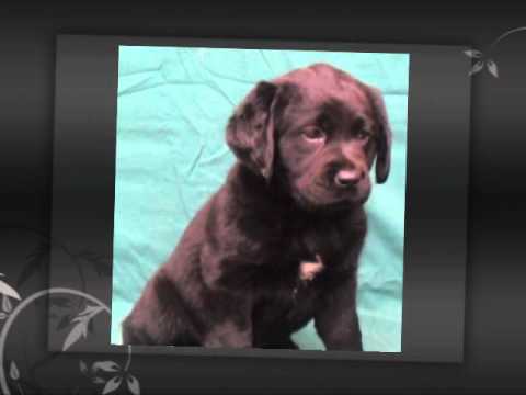 Labrador puppies for sale NOW with registered pedigree papers