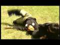 PENCAK SILAT Défense contre armes blanches