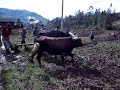 SIEMBRA HUACHOCOLPA-SURCUBAMBA