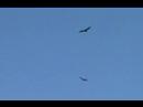 Vultures Over Bennington VT April 7, 2007 Vultures Over Bennington VT April 7, 2007