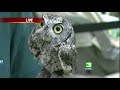 A great horned owl named Sassy visited the KCRA 3 Experience on Wednesday.